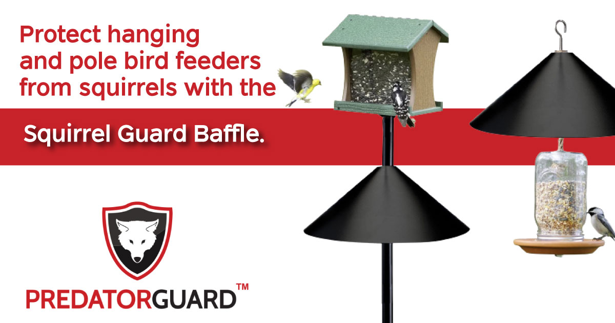 PredatorGuard's tweet photo. Secure your #birdfeeders from raiding squirrels and raccoons. Our Squirrel Guard Baffle is made with the toughest galvanized steel so it will not rust. Learn more and purchase yours today on Amazon: https://t.co/n02K5CCLUa #nosquirrelsallowed https://t.co/tuW21aWXMY