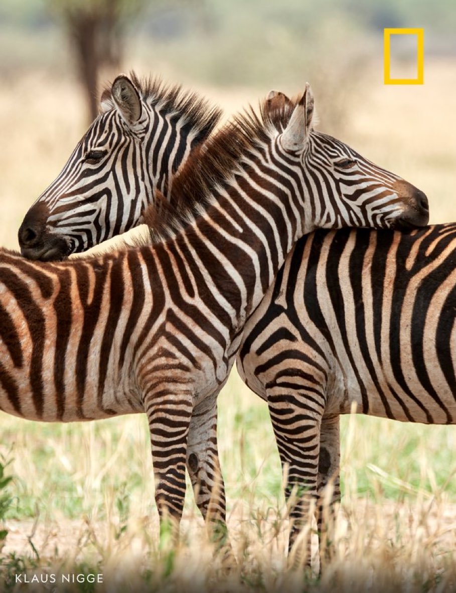 AnthonyNarcisso's tweet image. 