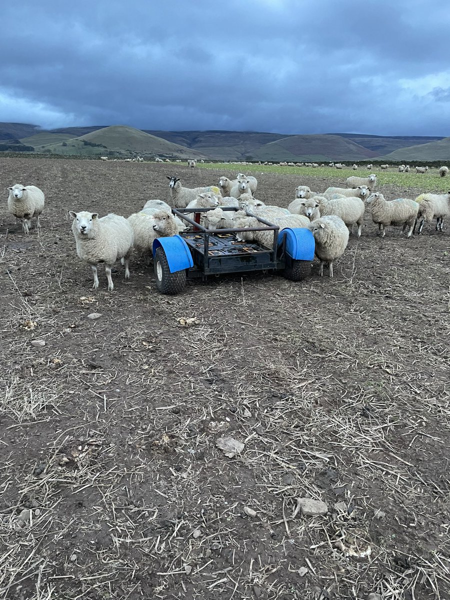 Treacle feeders going out today