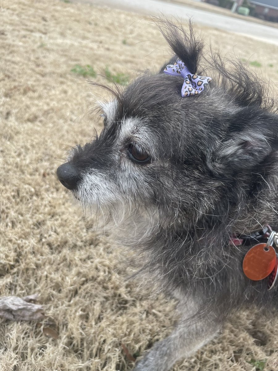 VCrejoicing's tweet photo. Little girl got her first professional bath in years. She’s so cute and soft- and also probably pretty mad at me 😂 https://t.co/HBYCyrd3Gv