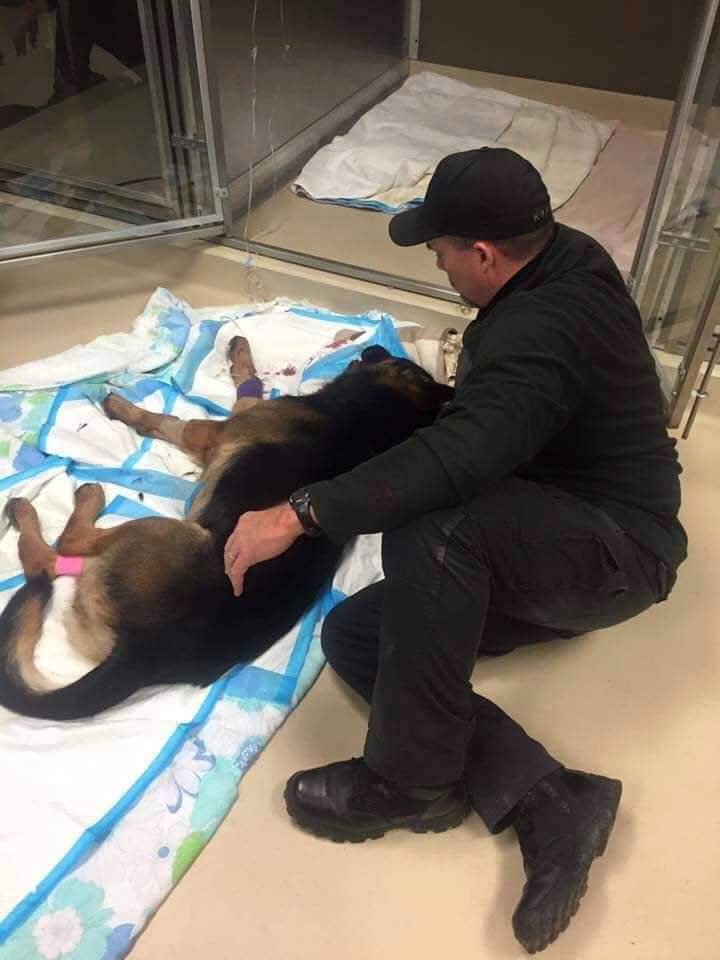 K-9 Jethro was shot 3 times in the line of duty last night. Luckily, the bullets missed all the vital organs and bones. He is fighting hard as are the vets working to save him! Hope he will recover soon!💕