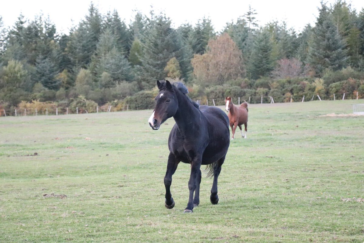 We had to say goodbye to our beautiful Perola today.  She was a people horse.  She loved her humans &amp; we loved her back. At nearly 27, it was her time.  She chose it.  Run free &amp; fast lovely lady. We will miss you. <a href="/blackislestud/">Black Isle Stud</a>