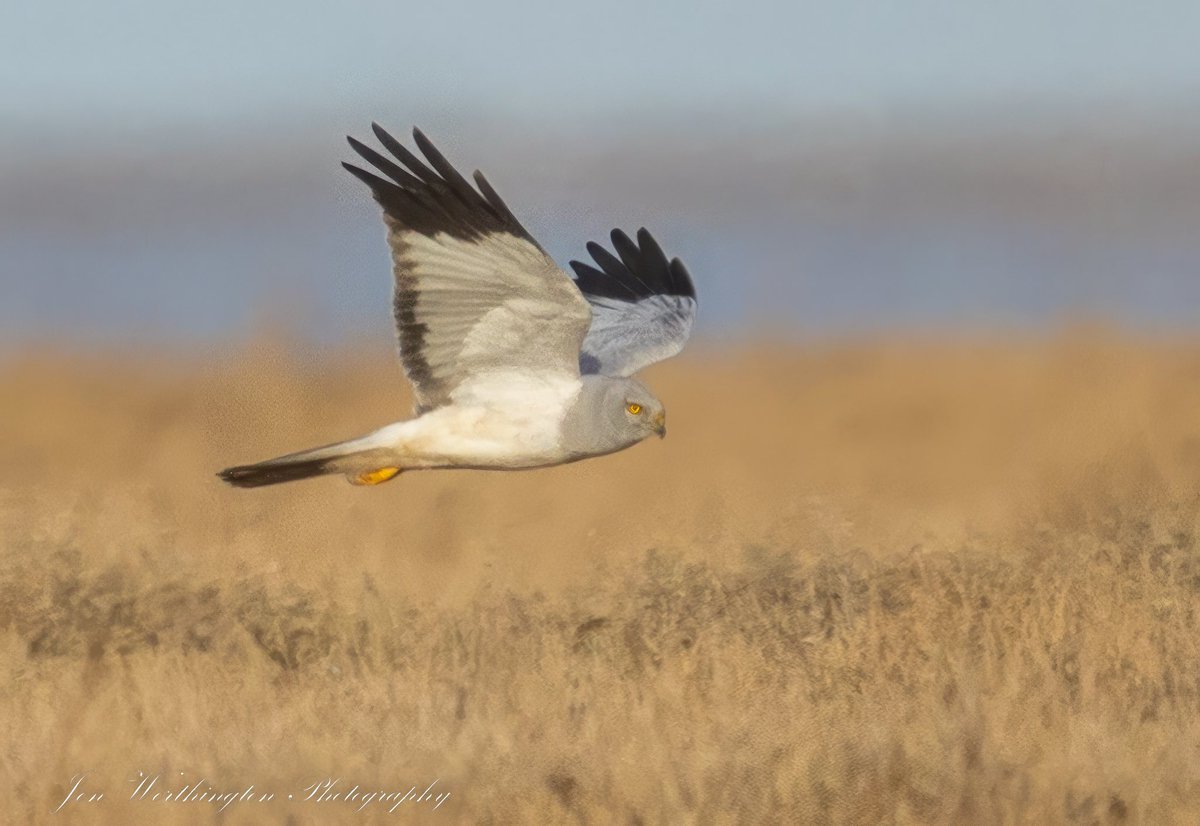 Jon Worthington tweet media