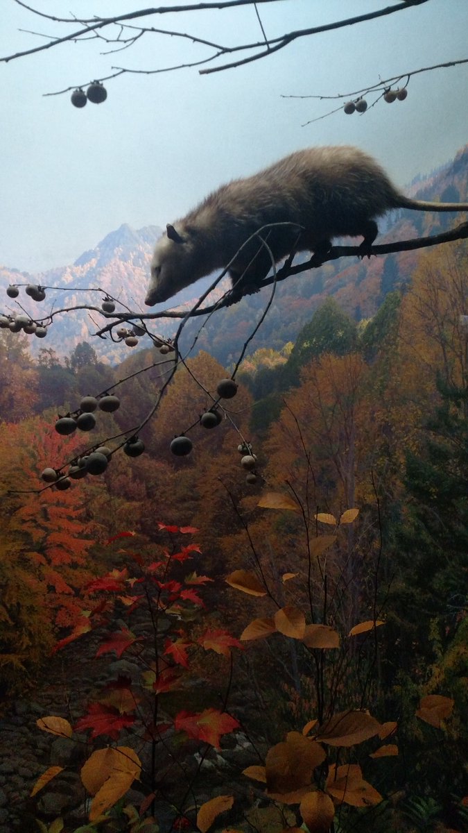 Possumeveryhour.io (@possumeveryhour) on Twitter photo 