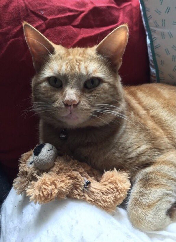 catgirl321's tweet photo. 🆘URGENT PETITION🆘
#JusticeForJam
UK🇬🇧 Residents: PLEASE sign and share/RT✔️
NON-UK Residents: PLEASE share widely/RT✔️
https://t.co/9kmtFBXCQZ
#cats #weeti #ZSHQ #BBOT #CatsOfTwitter #pawcircle #HELP #PETITION 
RT@MrJamJam_ https://t.co/Hf2rg7wzoo