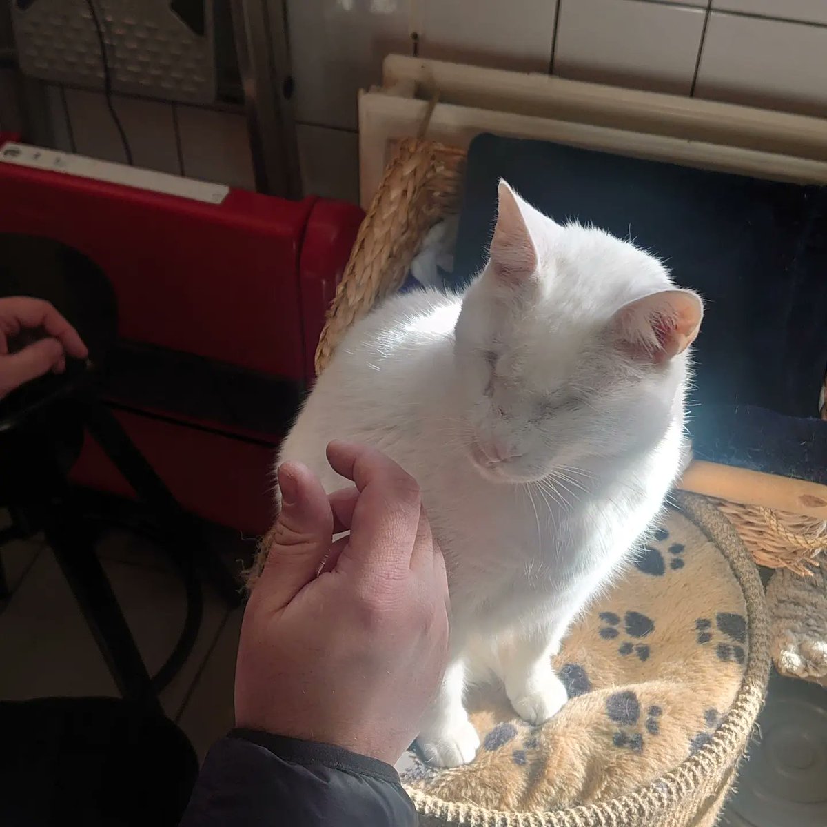 RubySohoWrites's tweet photo. @JaneFallon @depoezenboot We were there with you, he was adorable but I want to take Beyaz home https://t.co/cGR2NyDAQX