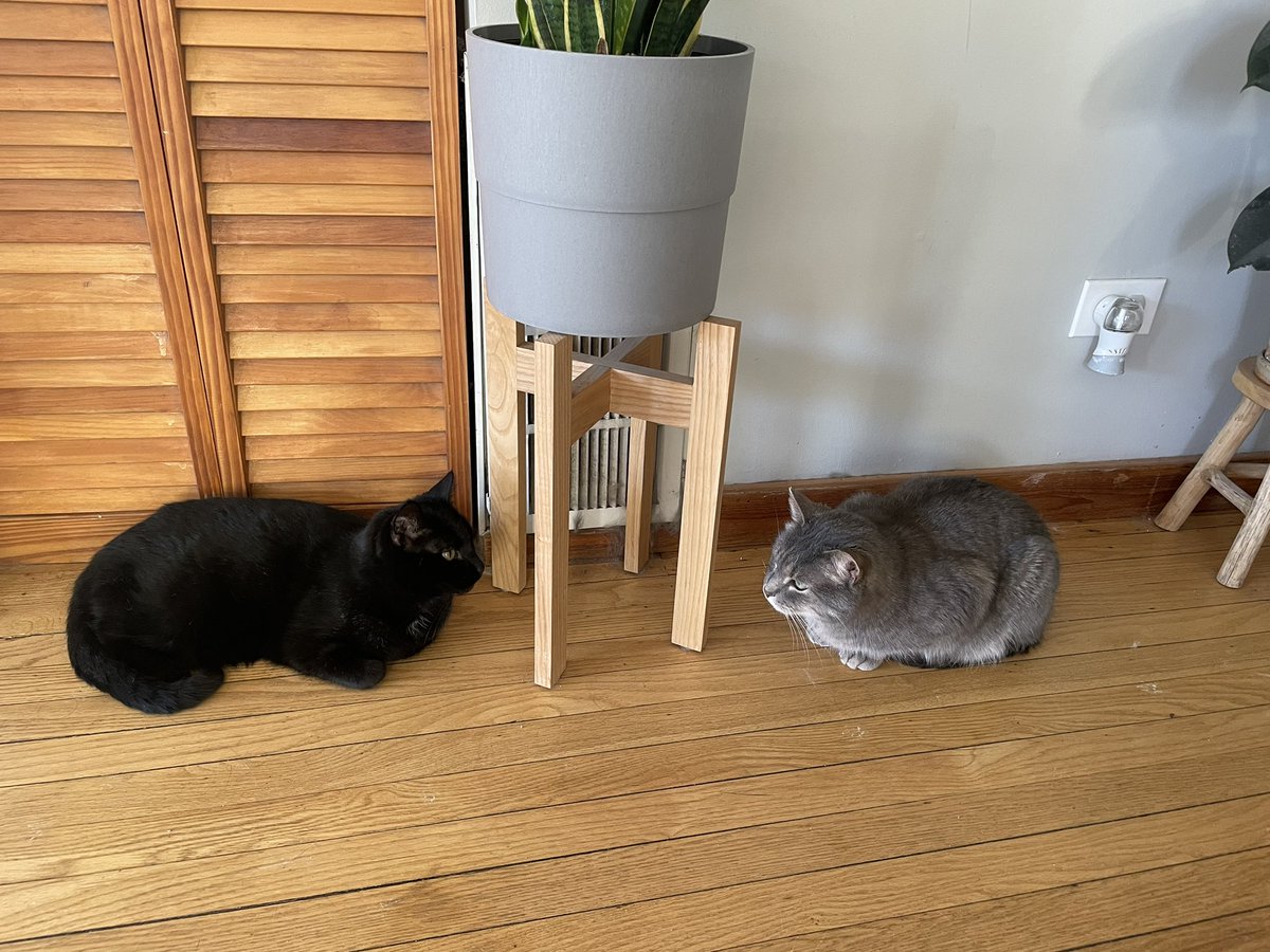 Love these dudes ❤️ #cat #CatsOfTwitter