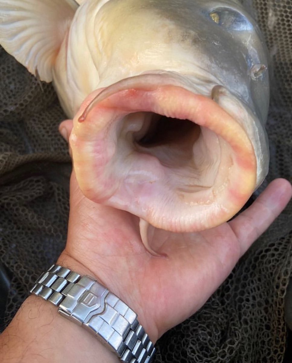 Leon_Bartropp's tweet photo. Thatโs what you call a pair of lips!!
Just imagine how a 15mm Boilie Hookbait disappears into that mouth...
#carpfishingfrance #catchandrelease #leonbartropp #itonlytakesonebite https://t.co/poYhaI6oqT