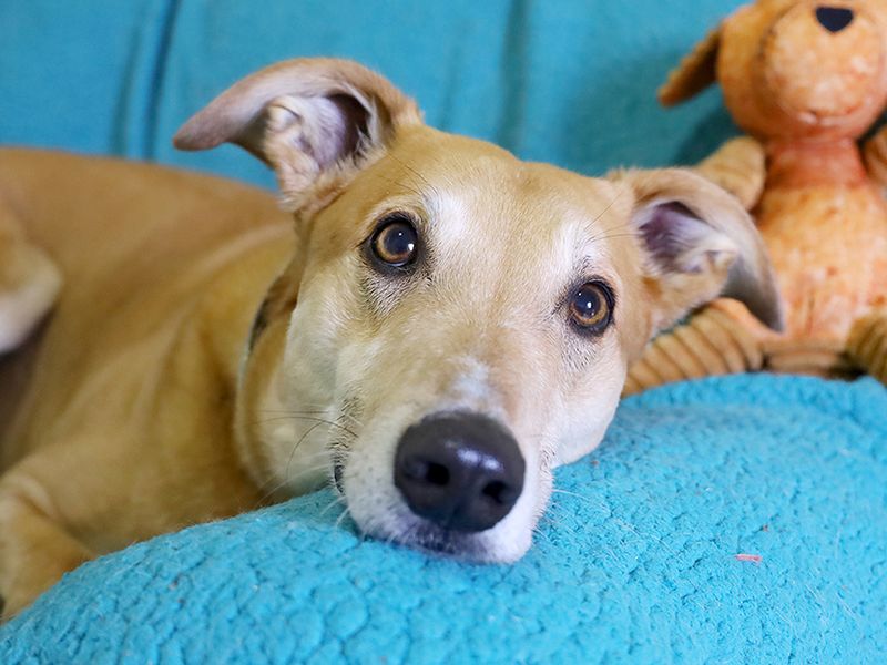 Please retweet to help Jake find a home #LEEDS #UK 
Aged 8 he's been in the shelter FOR 3 YEARS,  longer than any other dog there.

Please share, let's find him a home 💔

DETAILS or APPLY👇
dogstrust.org.uk/rehoming/dogs/………
#dogs