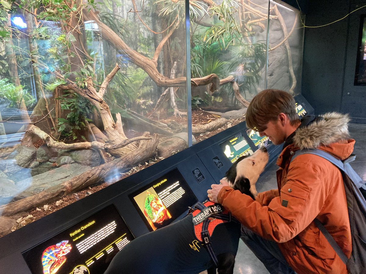 KarenBrackenri4's tweet photo. Easy day today folks I am wearing a body suit. My bro bit me playing tag (I needed stitches) he is very sorry! So today’s adventures looking after our @CareLeaverCov student. Helping set up our #CollectionsRUs activity for Monday! Mat training continued… https://t.co/aJMZVmzZN1