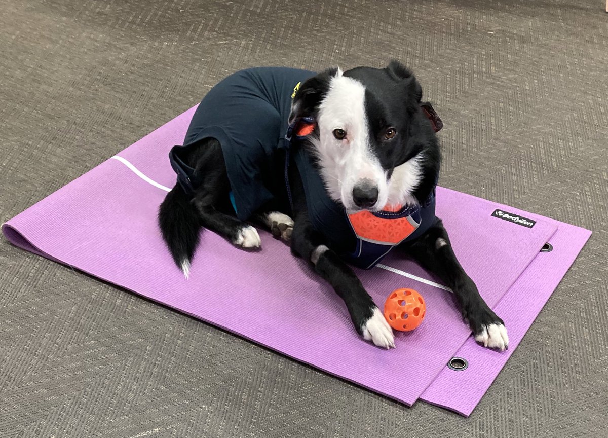 KarenBrackenri4's tweet photo. Easy day today folks I am wearing a body suit. My bro bit me playing tag (I needed stitches) he is very sorry! So today’s adventures looking after our @CareLeaverCov student. Helping set up our #CollectionsRUs activity for Monday! Mat training continued… https://t.co/aJMZVmzZN1