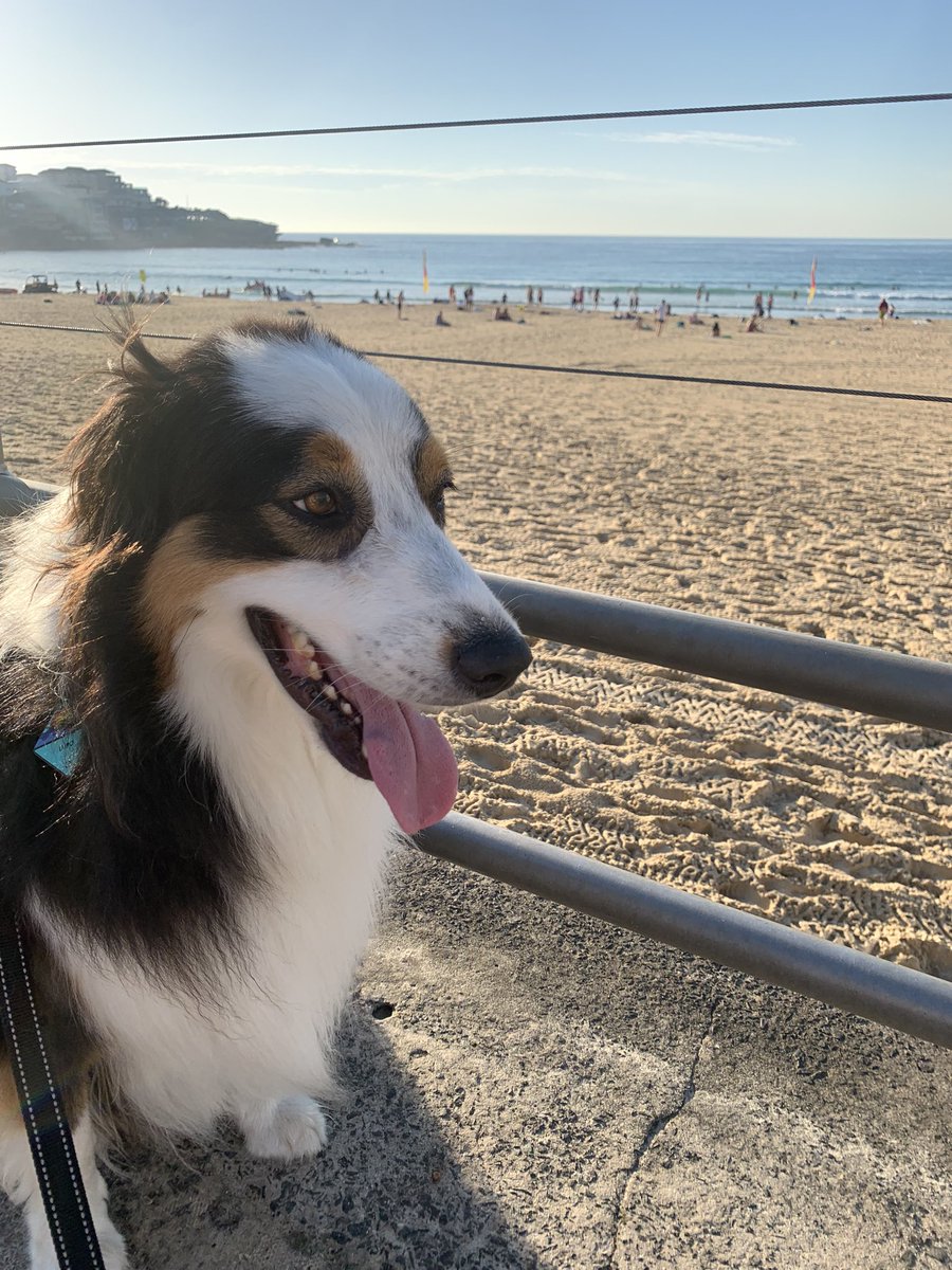 copyratty's tweet photo. Morning stroll 🌊 😎 https://t.co/8VluhLONJ7