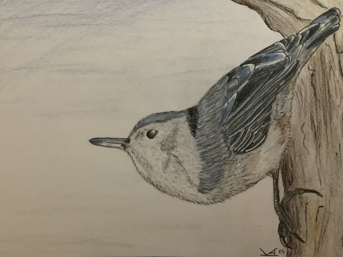 FernheartDesign's tweet photo. @bighippoart Thank you for the art share! 

I love animal art, especially birds. I work mostly in digital, but occasionally branch into other media. https://t.co/vZTcyKkf5O