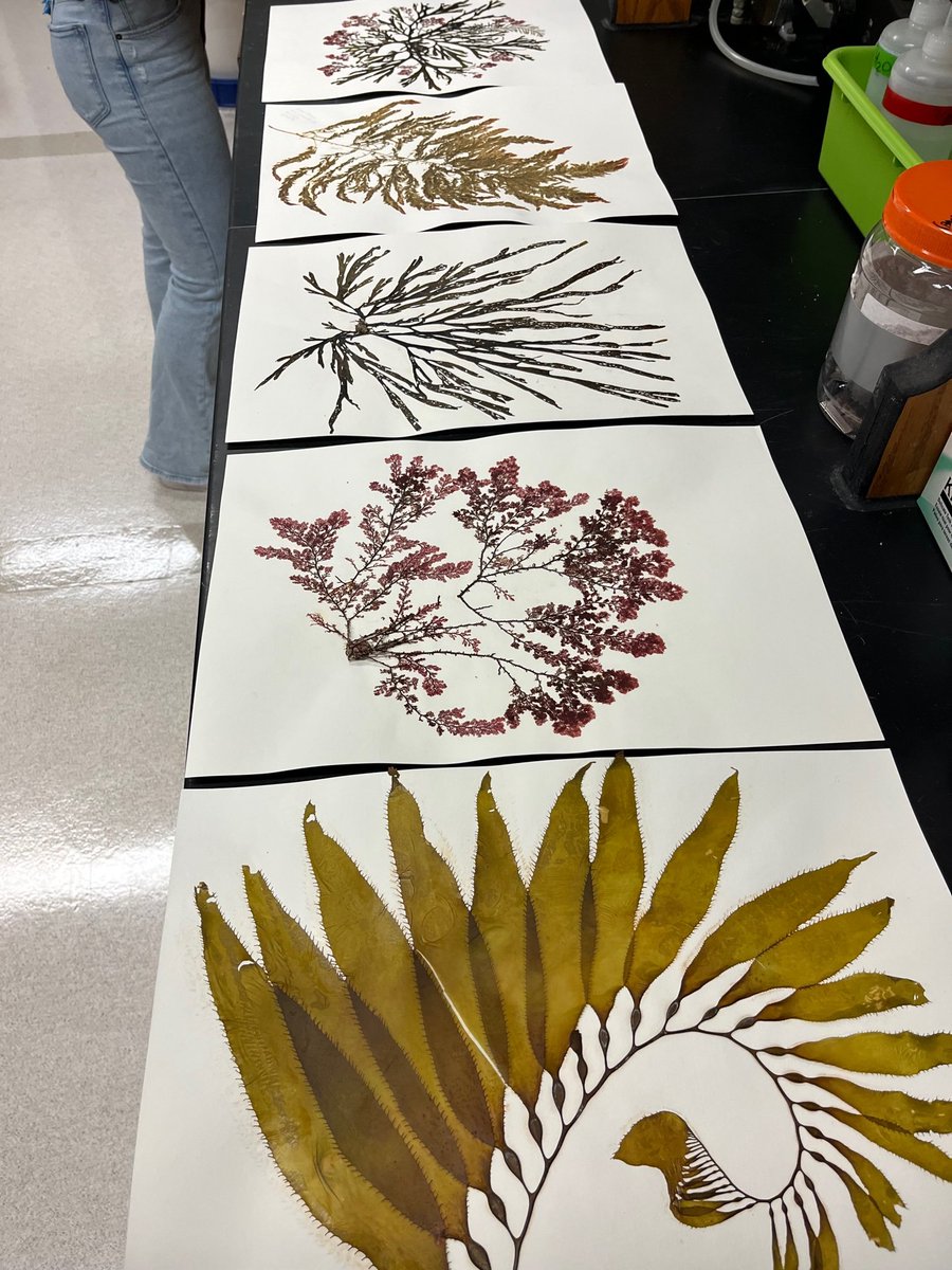 SmithCoralReef's tweet photo. Some lovely #seaweed pressings for #Phycologyfriday! #Macrocystis pyrifera #Plocamium cartilagineum #Dictyota coriacea &amp; #Asparagopsis taxiformis :) https://t.co/QrQxBuGPeU