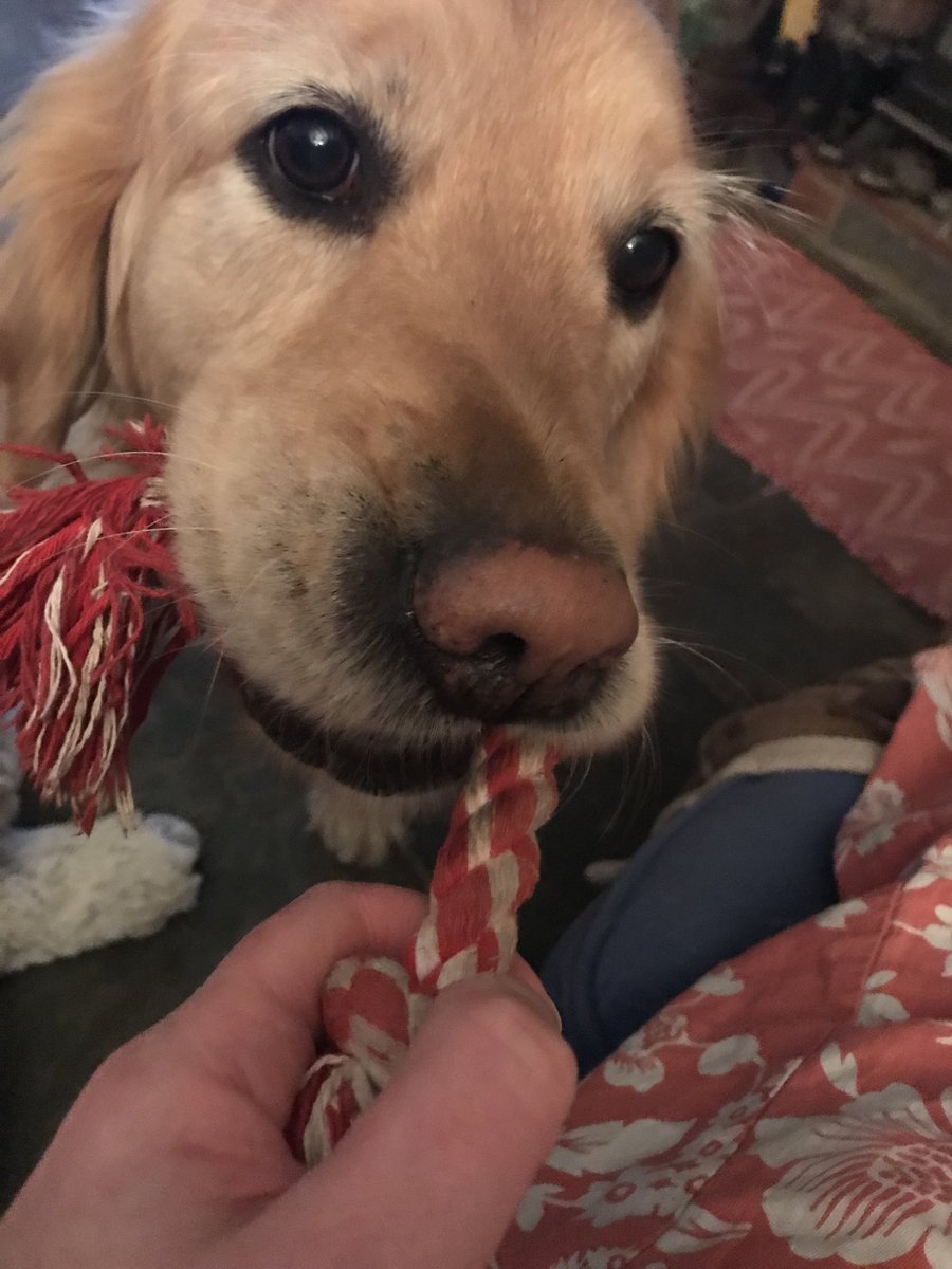 It is 9.15pm and little rope would like to play - happy Friday my friends #dogsoftwitter #goldenretriever #fun