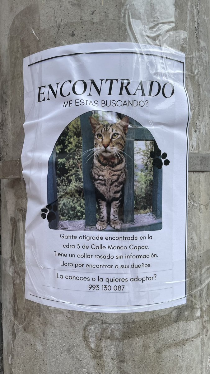 InesOdz's tweet photo. Gatito encontrado en Miraflores, por favor compartir https://t.co/0Me6r7kWzg