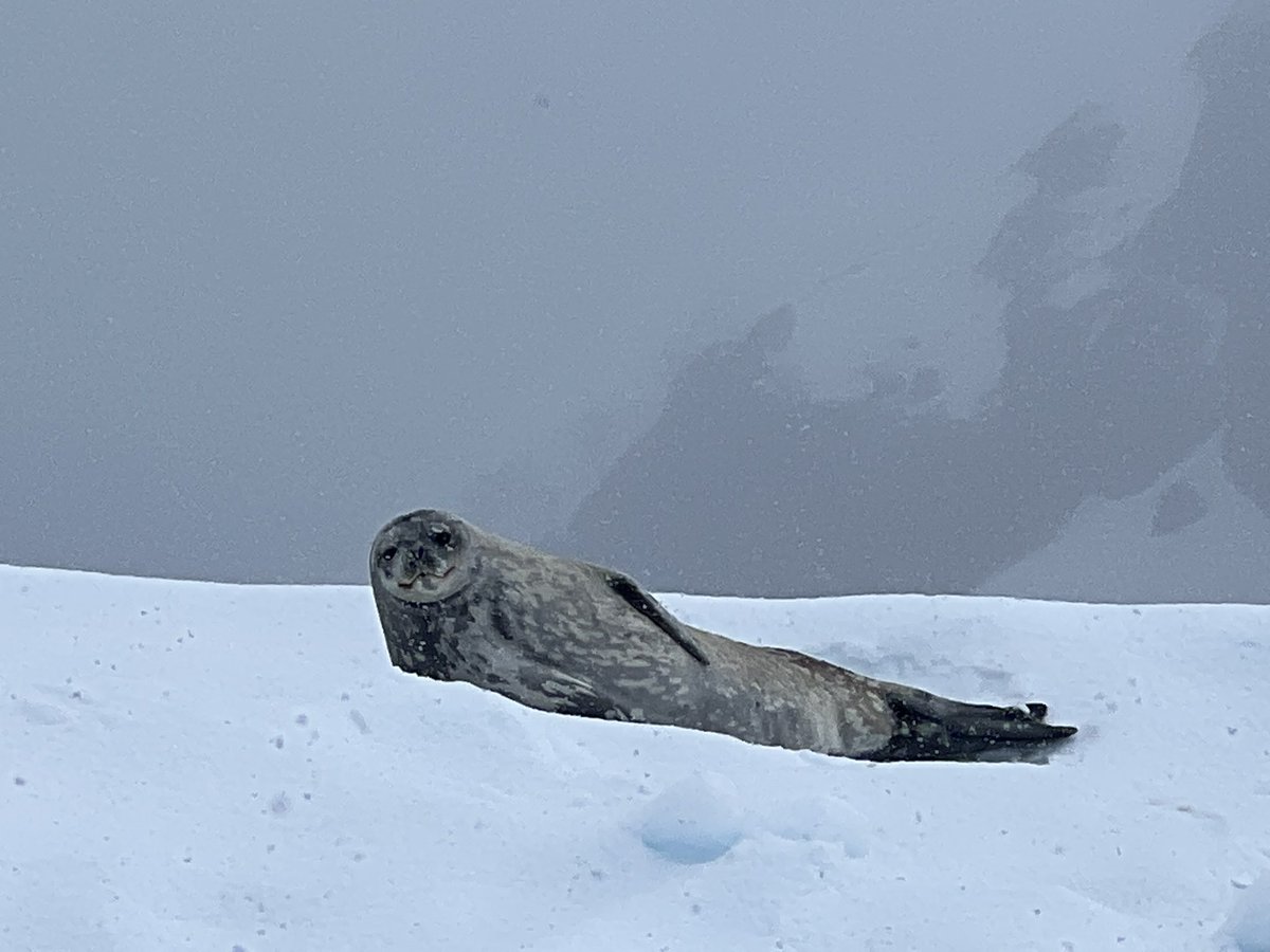 After visiting a Gentoo penguin colony, we saw this Weddell seal pup and his mom 🦭 (swipe for a close up!)Neko Harbour
Andvord Bay #Antarctica #atlasoceanvoyages 
64°51'00'S, 62°32'00 W