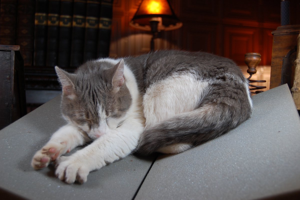 _RHCollection's tweet image. We all know those pillows aren&apos;t REALLY for books. #RareBookCat