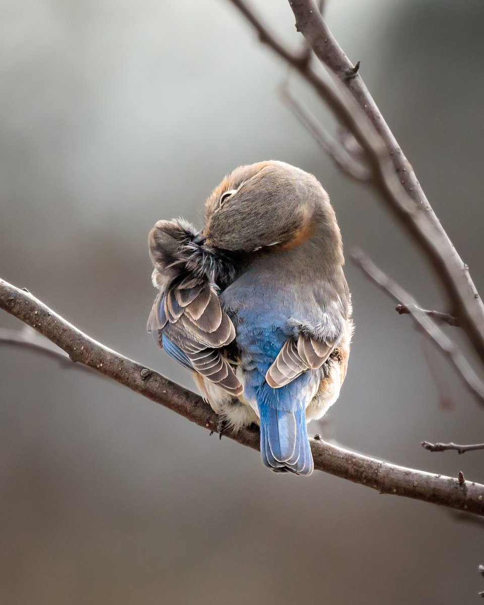 Mrs. Bluebird taking time to preen her feathers.

#birdbehavior #animalbehavior #nature #wildlife #feathers #teamcanon