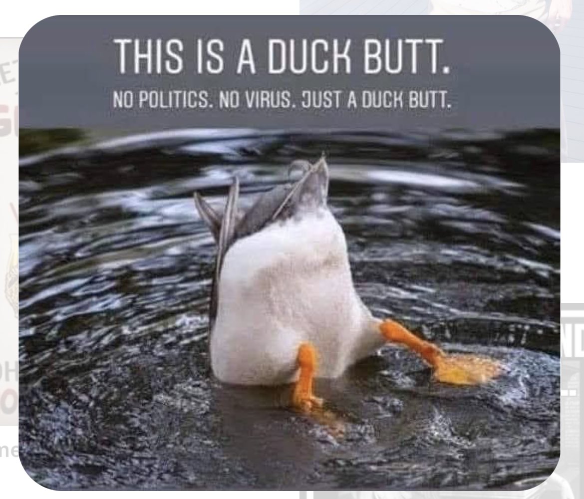mindo4u's tweet photo. #Duckbutt Happy #FriYay #Breathe https://t.co/LrrFK74P68
