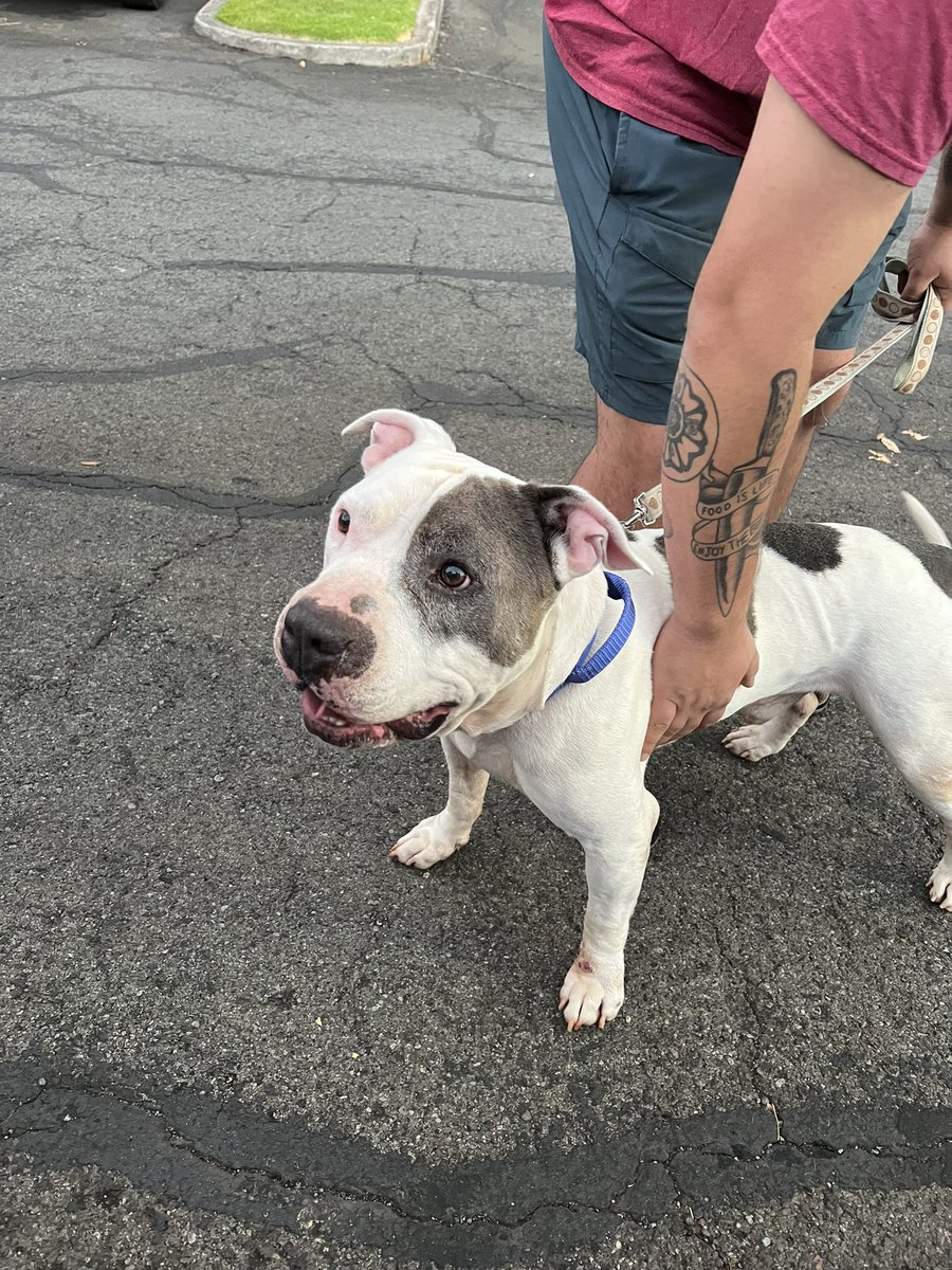 ashleymalia_'s tweet photo. hi friends, this is Dallas, my cousins dog, unfortunately they can no longer keep him and the humane society is saying they’ll put him down if hes brought in bc of his age (hes only 9) but he is the sweetest boy ever and just wants to cuddle. if anyones interested pls lmk! https://t.co/sGsjPqeugu