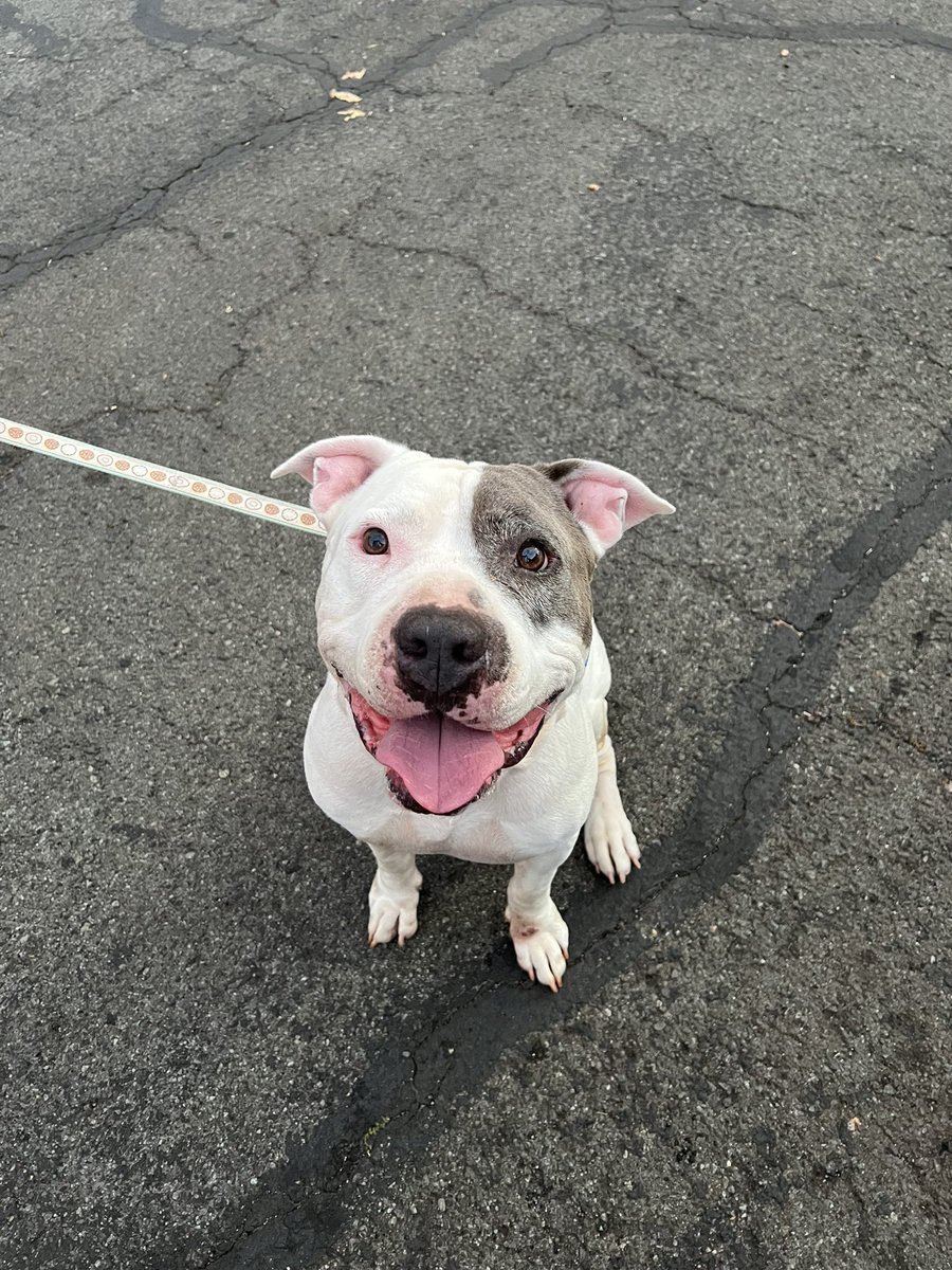 ashleymalia_'s tweet photo. hi friends, this is Dallas, my cousins dog, unfortunately they can no longer keep him and the humane society is saying they’ll put him down if hes brought in bc of his age (hes only 9) but he is the sweetest boy ever and just wants to cuddle. if anyones interested pls lmk! https://t.co/sGsjPqeugu