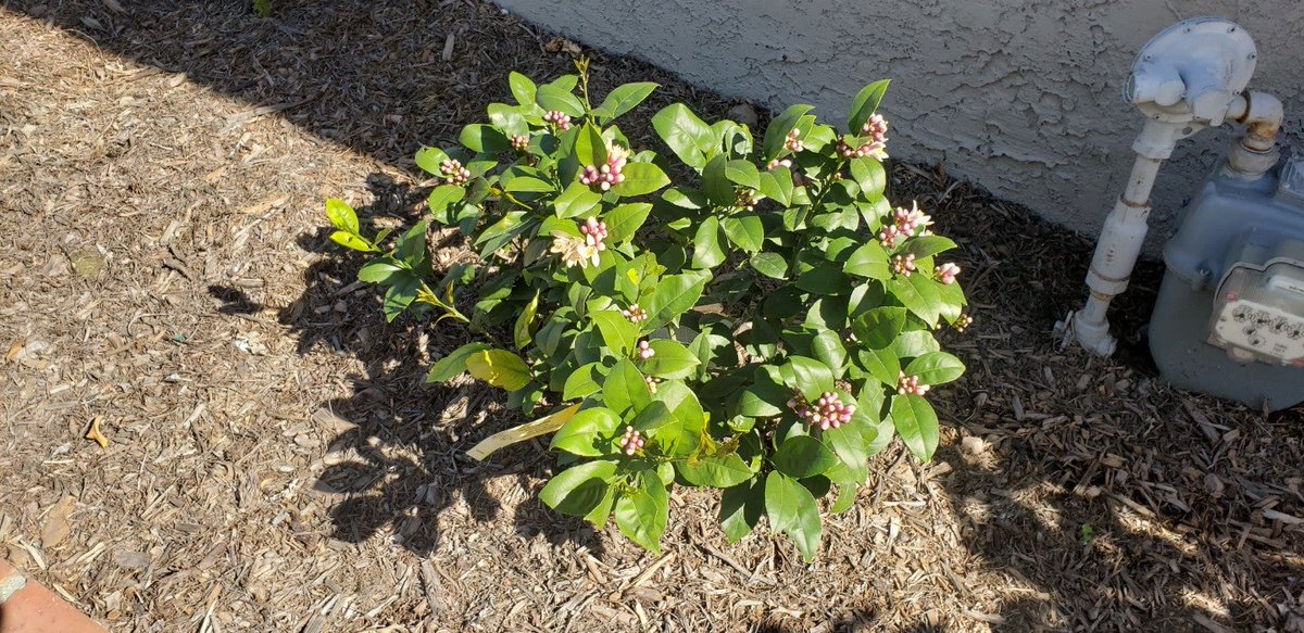 EdLovesSumo's tweet photo. Spring in the neighborhood is beautiful. (@ El Dorado Park Nature Center Trail in Long Beach, CA) https://t.co/m6f9Tio4pg https://t.co/i4BQ9AFz42