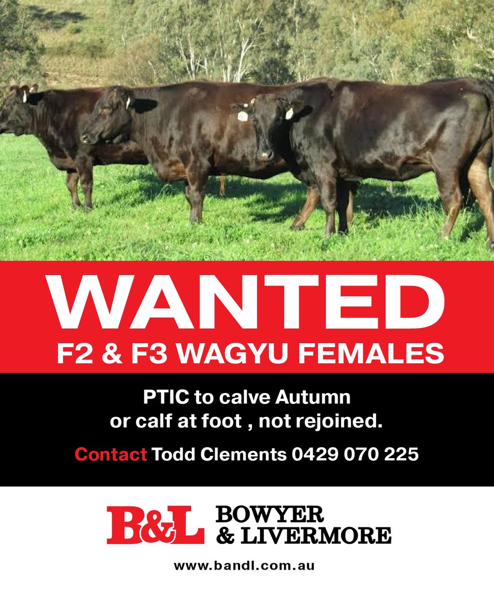 ‼️ WANTED ‼️

We are looking 👀 for the following - 

F2 or F3 Wagyu Females can be: 

🔸 PTIC to calve Autumn 
🔸have calf at foot 
🔸 but Not rejoined 

Please contact: 
📞 Todd Clements - 0429 070 225 
💻 todd@bandl.com.au