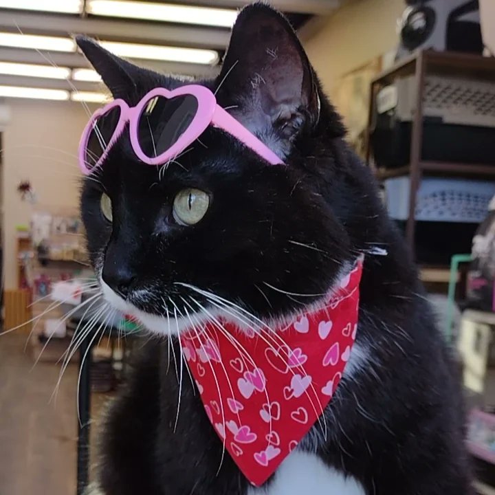 OneSpoiledKitty's tweet photo. Store kitty Curious' #friyay look 😊 
#CatsOfTwitter #Winnipeg  🐈 🎉 https://t.co/Jqtp4mdM94