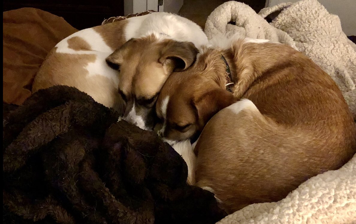 Billy &amp; Tommy brothers. #beaglemix #rescues
