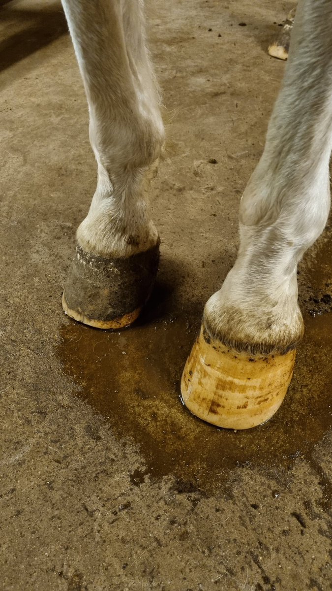 CAlsemgeest's tweet photo. Geen sportschool nodig als je een paard hebt 😁🐴😂 https://t.co/gLcMGwxOK1