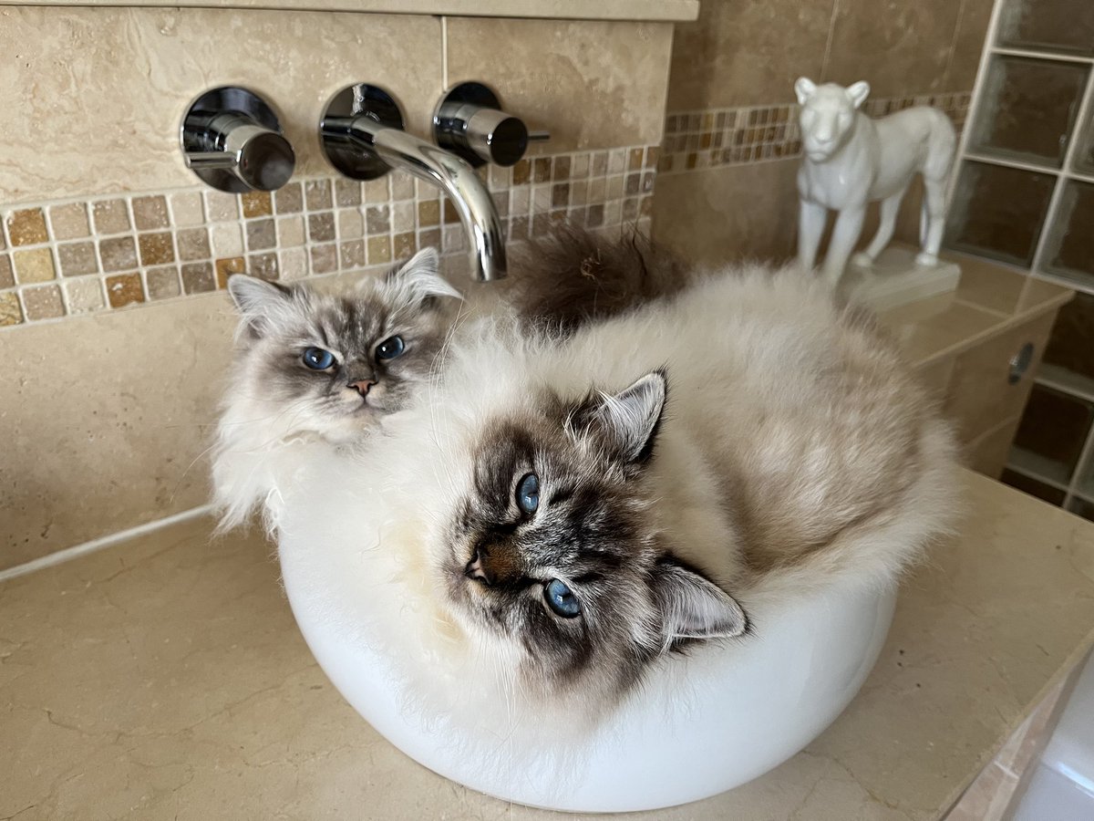 Not sure that Cleo is that happy about Charlie invaded her personal space.
#FelineFriday #KittensOfTwitter #KittenLovers #HereForTheCats #birmancat #birmans