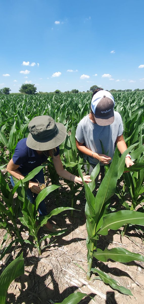 Monitoreando #maices 🌽de siembras de diciembre en V 8, Aparicion de las primeras lesiones de #roya y primeros sintomas de #helmithosporium 
#Sacanta #gaviglio junto a 
<a href="/Syngenta_ar/">Syngenta Argentina</a> <a href="/Syngenta/">Syngenta</a> (nuestro ensayo con #amistarxtra en breve 🙌)