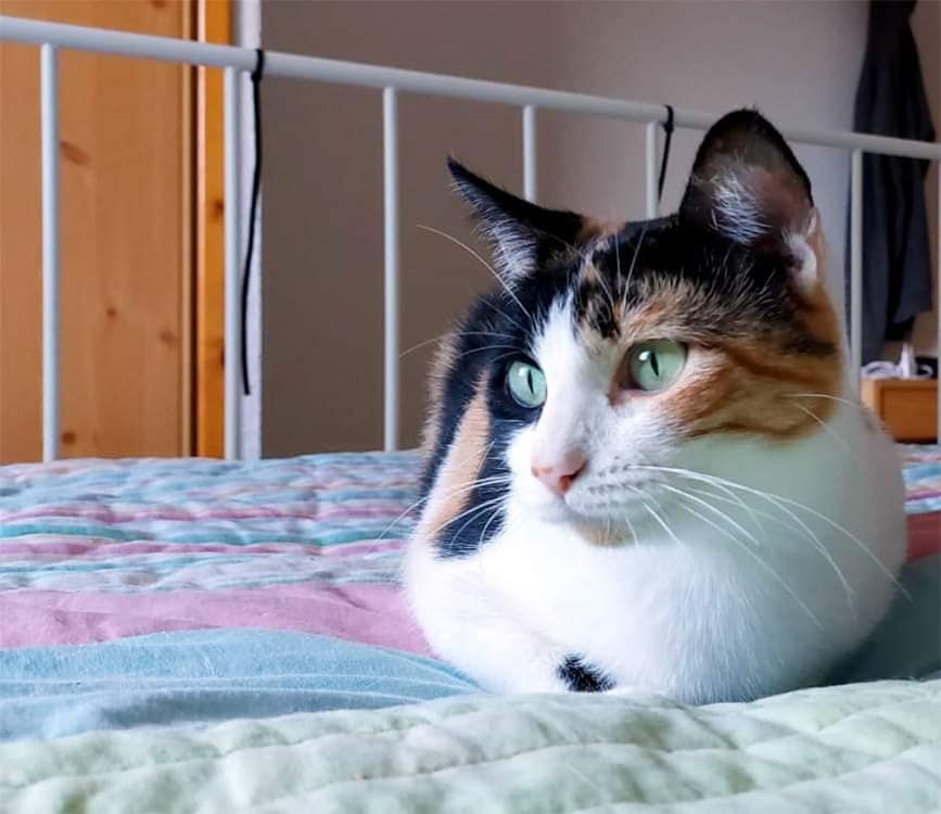 Today we said farewell to Quentin, Zara &amp; Sofia. After a rough start in life, these 3 wonderful #cats are now on their way to their loving forever families in The Netherlands ❤️Check tinyurl.com/2p8z8m2k for their stories 😻#catrescue #AdoptDontShop #CatsOfTwitter #catlovers