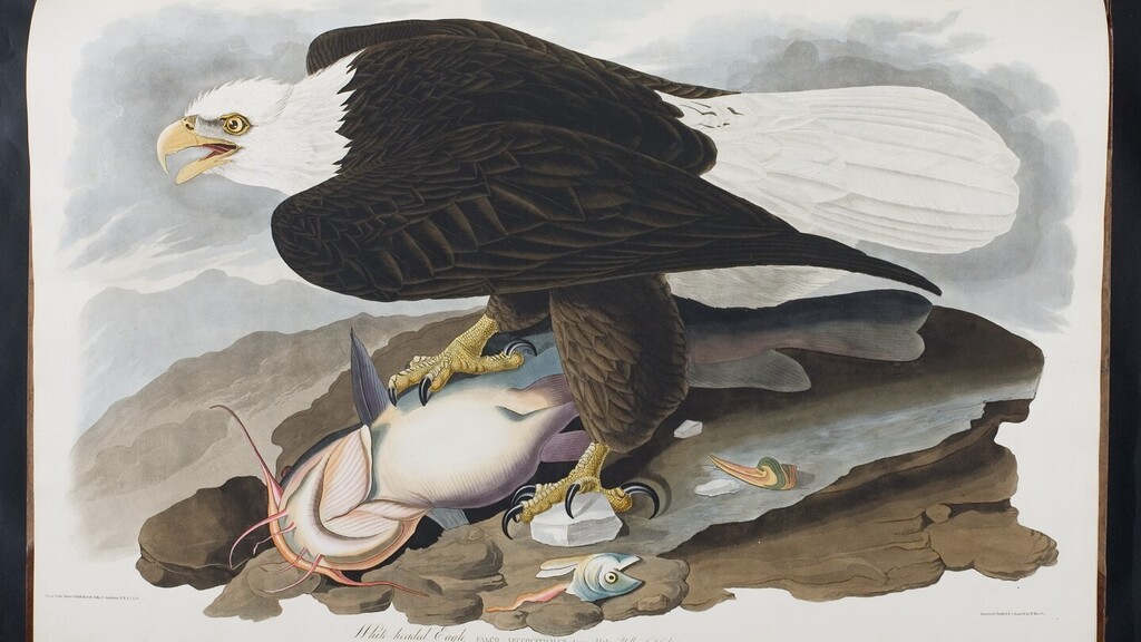 In anticipation of the Super Bowl, here is the White-headed or Bald Eagle 🦅 from Lehigh's copy of John James Audubon's "The Birds of America." #gobirds #flyeaglesfly #philadelphiaeagles #lehighuniversity instagr.am/p/CofzyeRJ1f4/