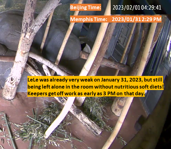 PandaVoicesOrg's tweet photo. Day 10, we haven't seen Chinese experts investigate #LeLe's death!
@MemphisZoo neglected all our alerts since mid-Jan
Jan 31 is the last day of #Lele's life. Despite being sick, he was left alone
Le died in the early morning of Feb 1
Pls comment on @SpoxCHNinUS 
Get #justice4lele https://t.co/S9MtWBwImH