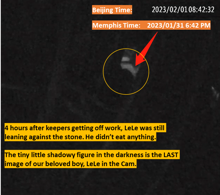 PandaVoicesOrg's tweet photo. Day 10, we haven't seen Chinese experts investigate #LeLe's death!
@MemphisZoo neglected all our alerts since mid-Jan
Jan 31 is the last day of #Lele's life. Despite being sick, he was left alone
Le died in the early morning of Feb 1
Pls comment on @SpoxCHNinUS 
Get #justice4lele https://t.co/S9MtWBwImH