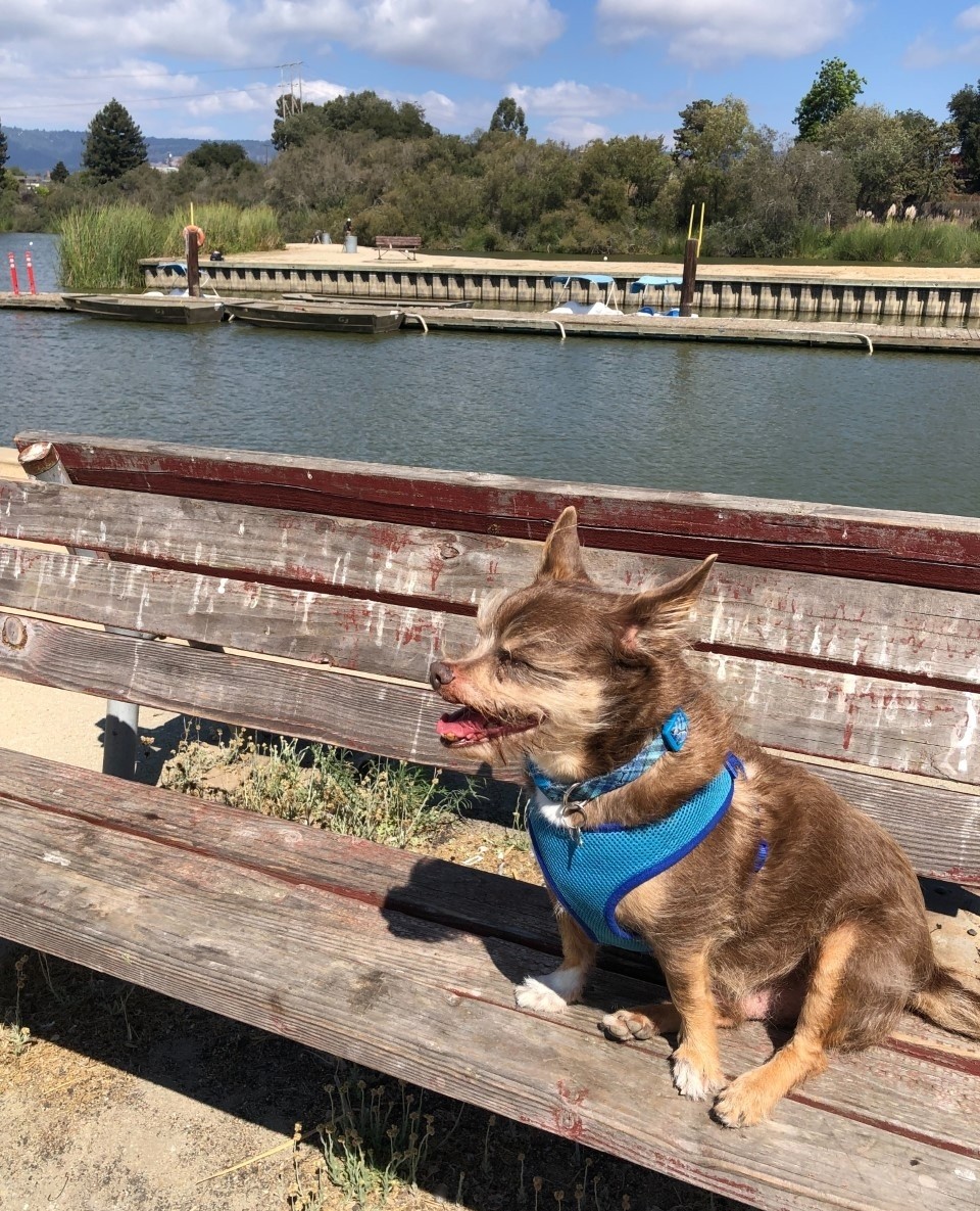 WoofTrax's tweet photo. Meet our #WoofTrax friend Hemi enjoying the scenery while out on his walk ❤️ https://t.co/VQbotjhZcL