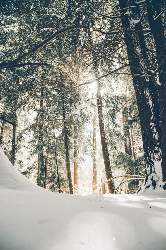 MindfulTrad's tweet photo. Today is a great day to get outside.
To close your eyes and listen.
To slow down and breathe in the fresh air.
To crumple a leaf  or some pine needles and take a big whiff.
To feel the cold air on your skin.
To feel that immediate chill run up your spine when you walk outside. https://t.co/QJLlwlNYtP