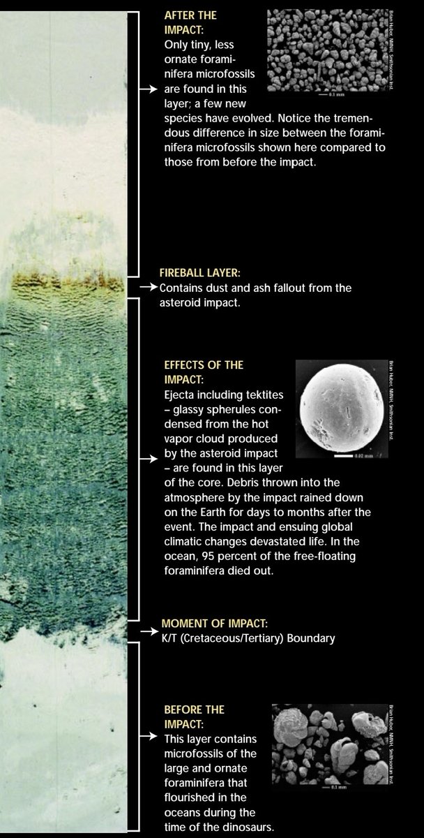 SarahKachovich's tweet photo. @driver4567 @SetonMaria @anzic_iodp @sydneyunigeo @ANZIC_Director Great question. The dark green layer represents the very large layer of ejected material on top of which the iridium-containing layer settled. This core was drilled about 500km off the coast of Florida in 1997
In 2016, #IODP #Exp364 drilled the crater!👇
https://t.co/x14cV4NDMC https://t.co/KRAxWxIeJS
