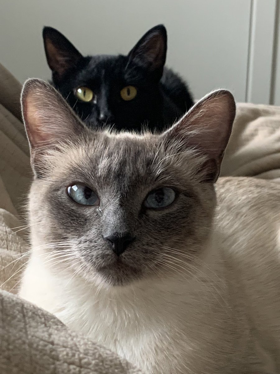 ryssbee's tweet photo. Cats on Cats 🐈‍⬛ Happy FURday! https://t.co/xXi3vhEeUR
