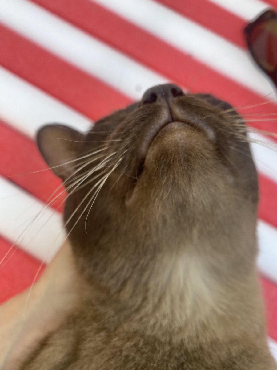 theburmesecat's tweet photo. Happiness is a good head massage #CatsOfTwitter #Caturday https://t.co/eZC36jhMnm