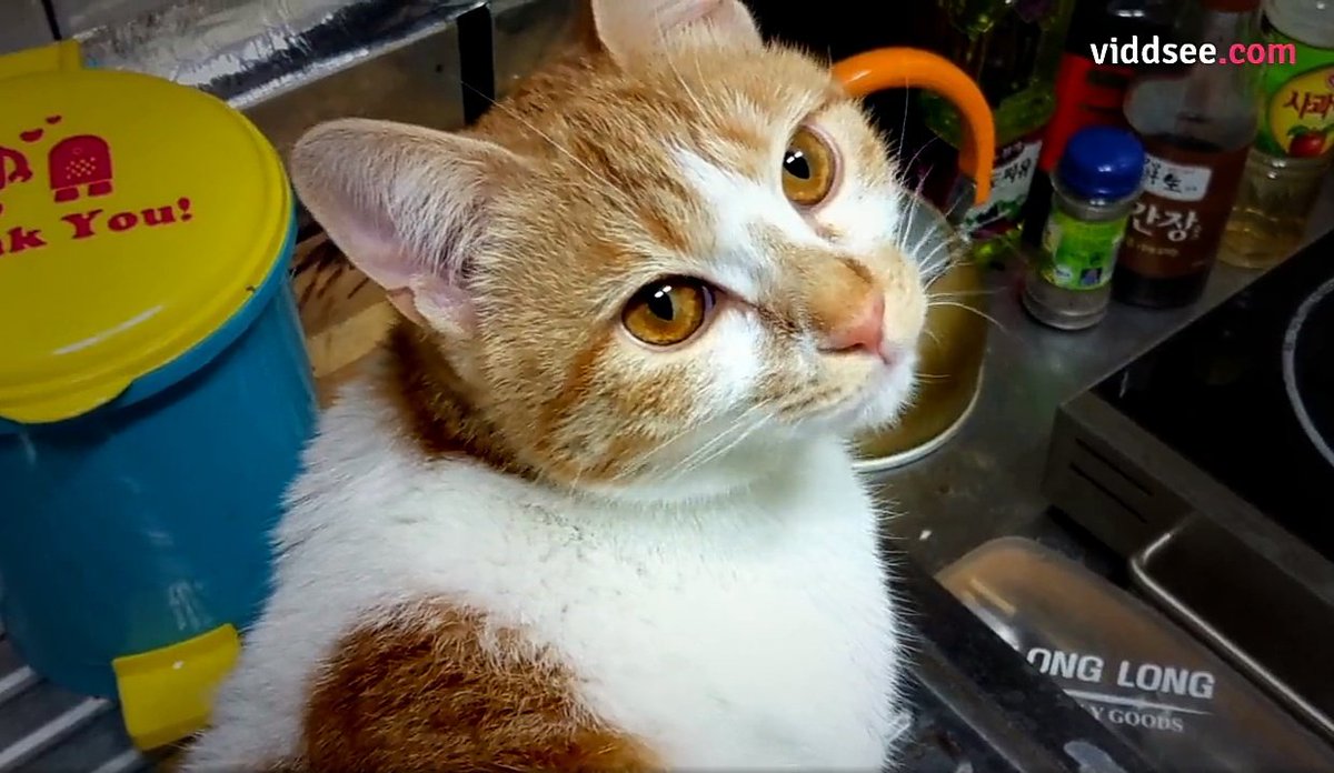 TarizSolis's tweet photo. Suka banget sama film pendek dari Korea berjudul 'Stray Cats' ini. Sungguh gemasssss, tapi juga nyesek.

Ini cerita seorang cowok kesepian yg temukan kebahagiaan dgn merawat kucing liar. Tapi semua berubah saat si kucing malah ngingetin ke mantannya.

👉 https://t.co/X63wjHBQnr https://t.co/Ml5I6YBHUQ