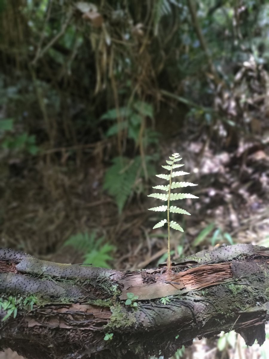 adhurapan's tweet photo. #Nature #nurtures #itself
Why don't we? At #CPBR #Young_Visionary_Fellowship_Program_2023 supported by @KURVE_Wustrow with #nature to learn #Peace_Building #Conflict_Transformation #Youth #Love #Nature #Peace #Sangyog #Yuwadhee #Warnangal #SriLanka #earthlifedesignprinciples https://t.co/VKImmfbmLq