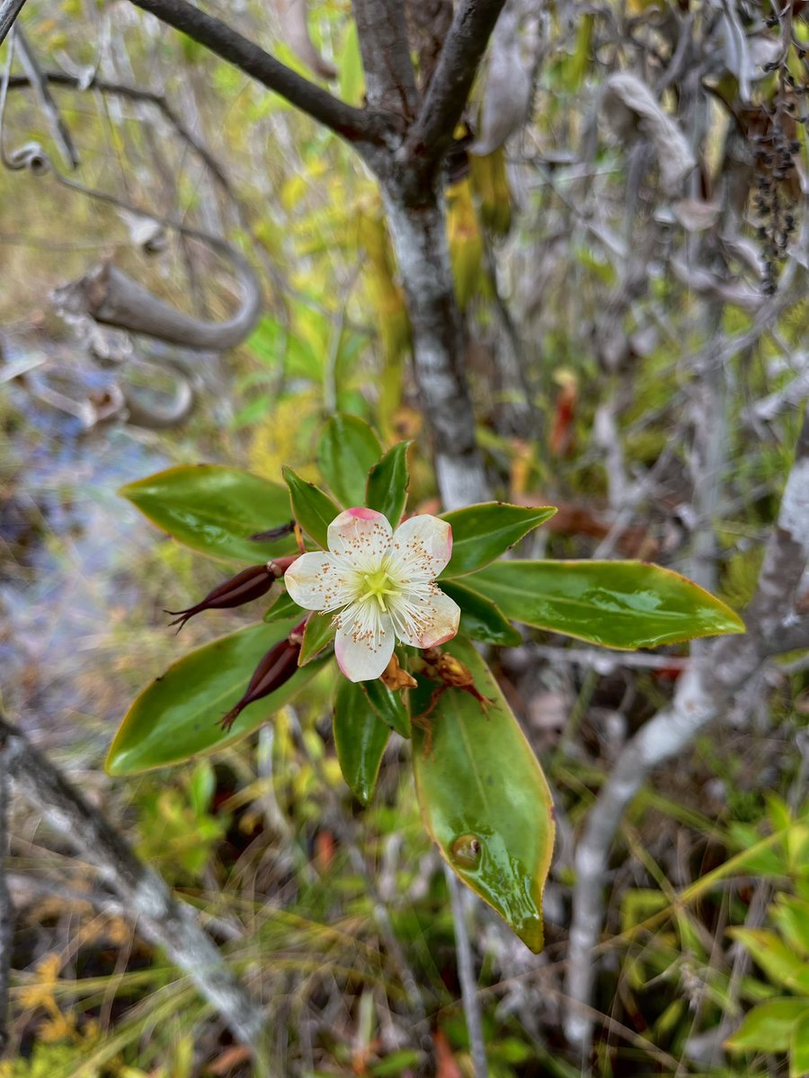 Fieldsite flora! 🌸1. A Pale reed orchid on a dewy morning 2. The National flower of Brunei- Dillenia with its fruits 3. A Bamboo orchid on the outskirts of the site 4. The flower of a young Cicada tree 🌼