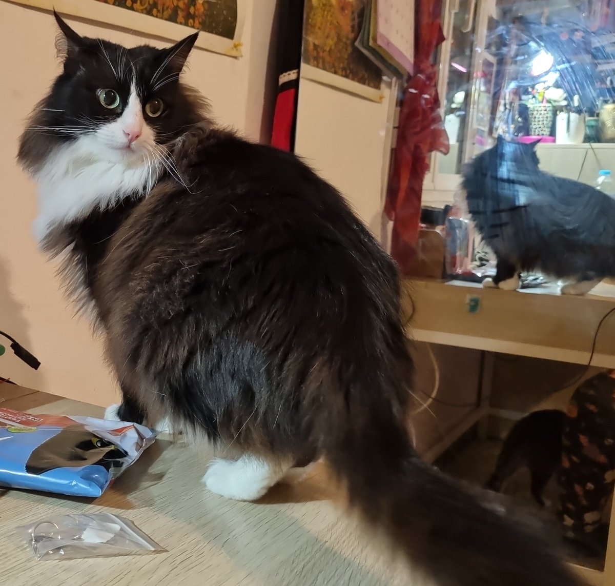 ᴢöᴇ ♰ 𝖔𝖗 3 𝖈𝖆𝖙𝖘 𝖎𝖓 𝖆 𝖙𝖗𝖊𝖓𝖈𝖍𝖈𝖔𝖆𝖙 tweet media