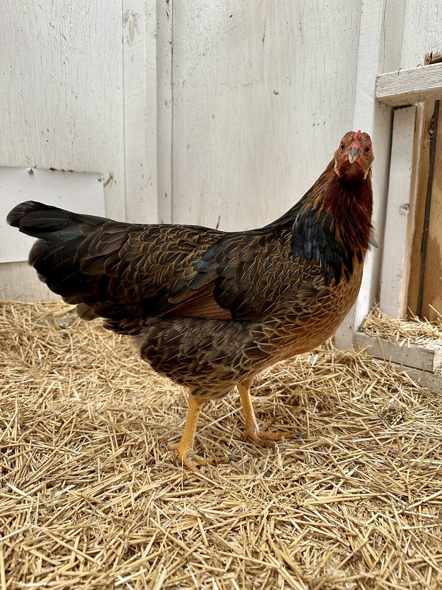 Alveus Sanctuary on Twitter "Chickens can be opportunistic eaters. Not