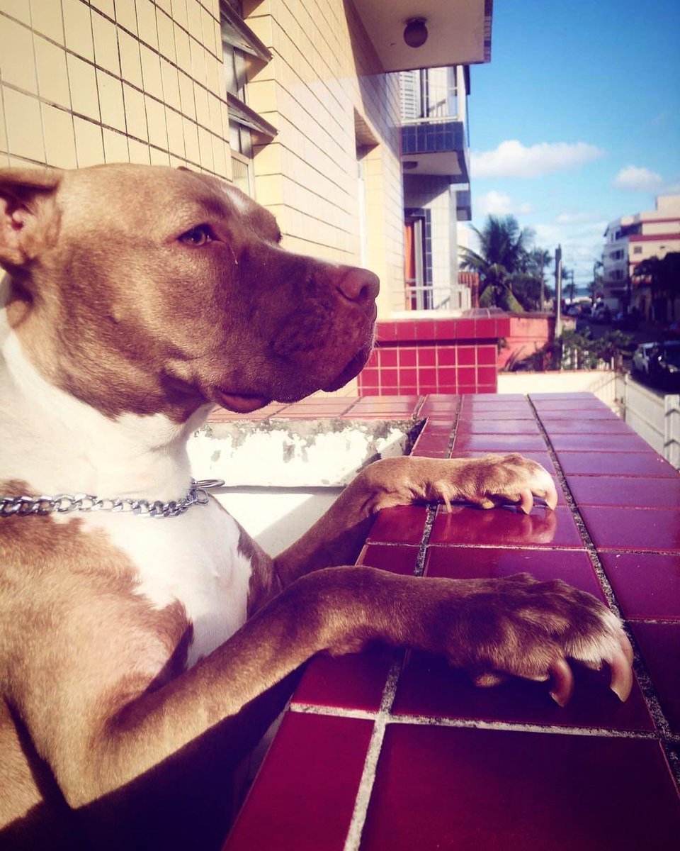 nessah_decor's tweet photo. Gaya, fofoqueira! Pitbull só na raça mesmo pq peida e dorme o dia todo kkkkkkkkkk https://t.co/wAJhwSHgfx