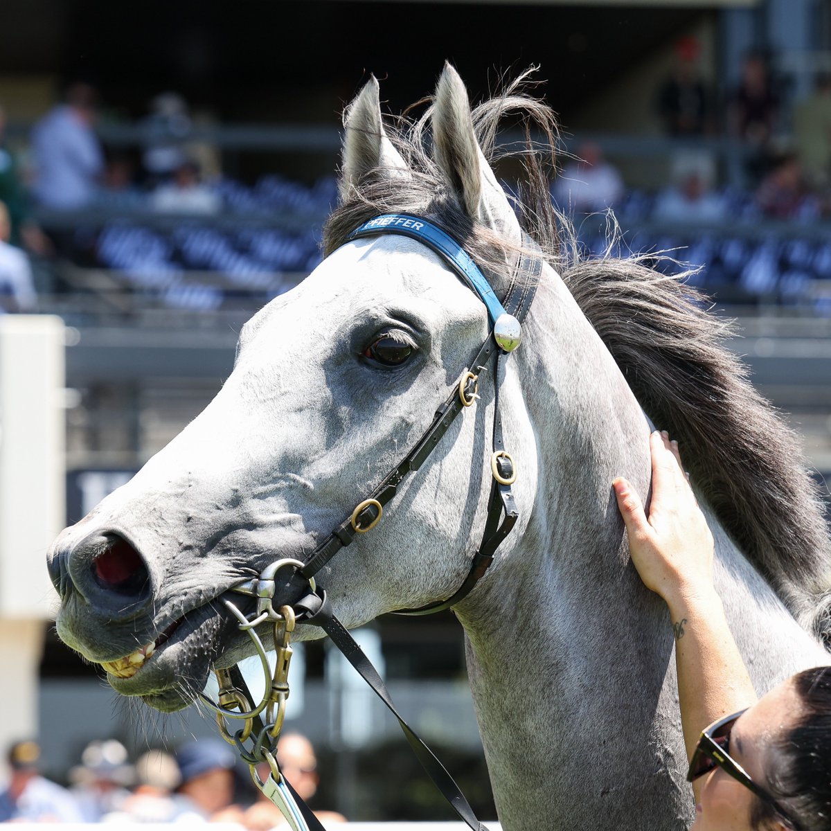 Good boy, Glint Of Silver ❤️ 

📸 via <a href="/Racing__Photos/">Racing Photos</a>