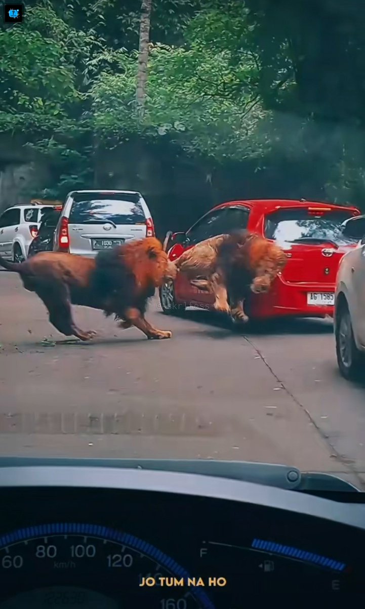 [askrl] kasian singa yg di depan lg di kejar sm yg belakang, larii kenceng terus nabrak yaris merah smpe lampunya pecah.